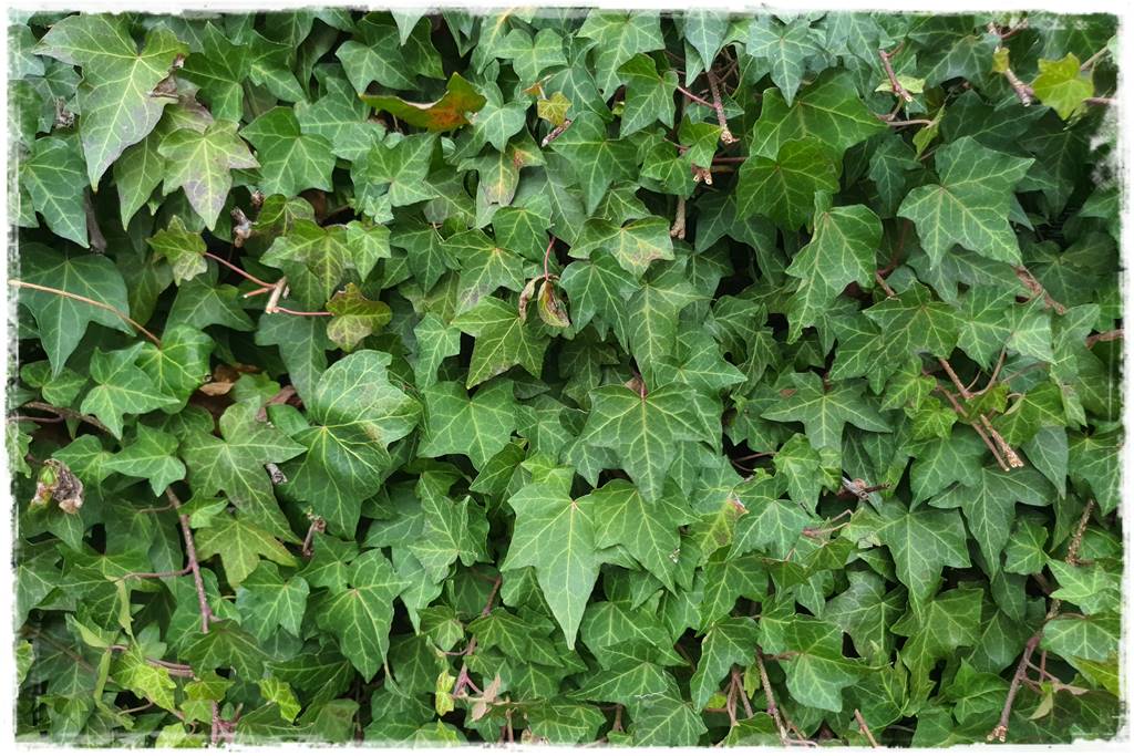 Bluszcz irlandzki 4 Bluszcz irlandzki 4