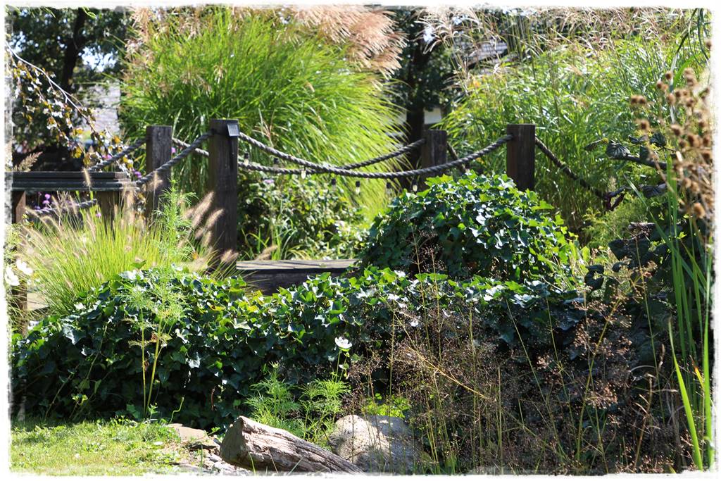 Bluszcz irlandzki 41 Bluszcz irlandzki 41