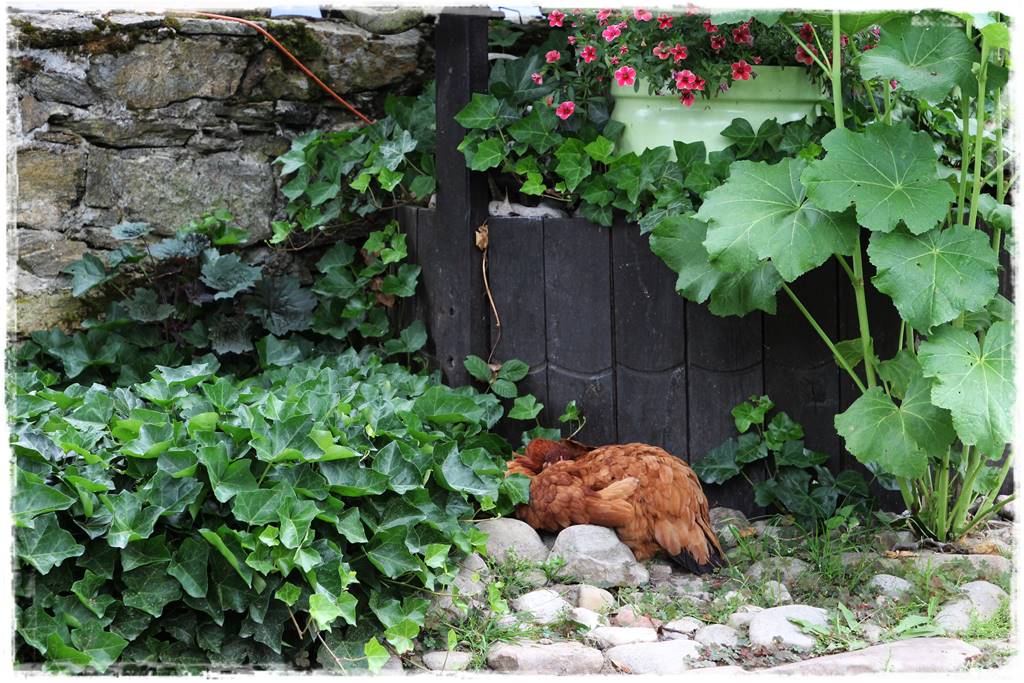 Bluszcz irlandzki 42 Bluszcz irlandzki 42