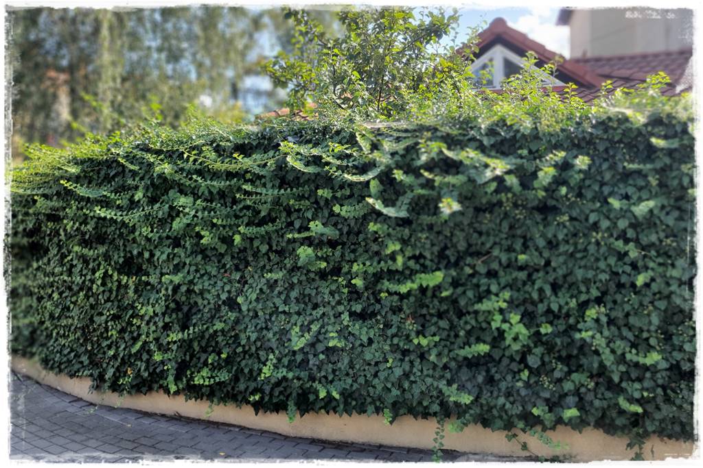 Bluszcz irlandzki 45 Bluszcz irlandzki 45