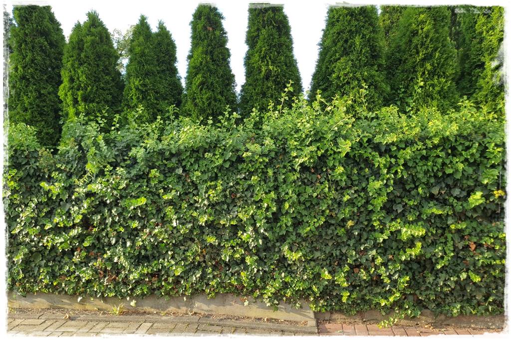 Bluszcz irlandzki 46 Bluszcz irlandzki 46