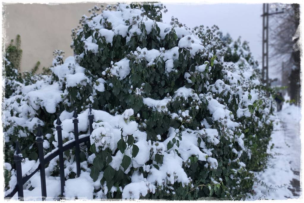 Bluszcz irlandzki 48 Bluszcz irlandzki 48