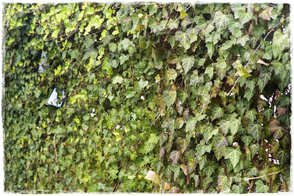 Bluszcz irlandzki 5 Bluszcz irlandzki 5