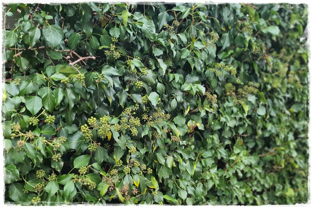 Bluszcz irlandzki 52 Bluszcz irlandzki 52