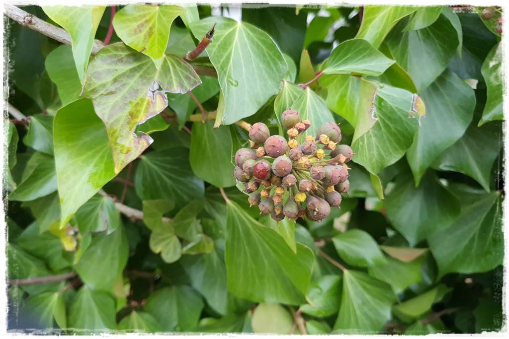 Bluszcz irlandzki 53 Bluszcz irlandzki 53