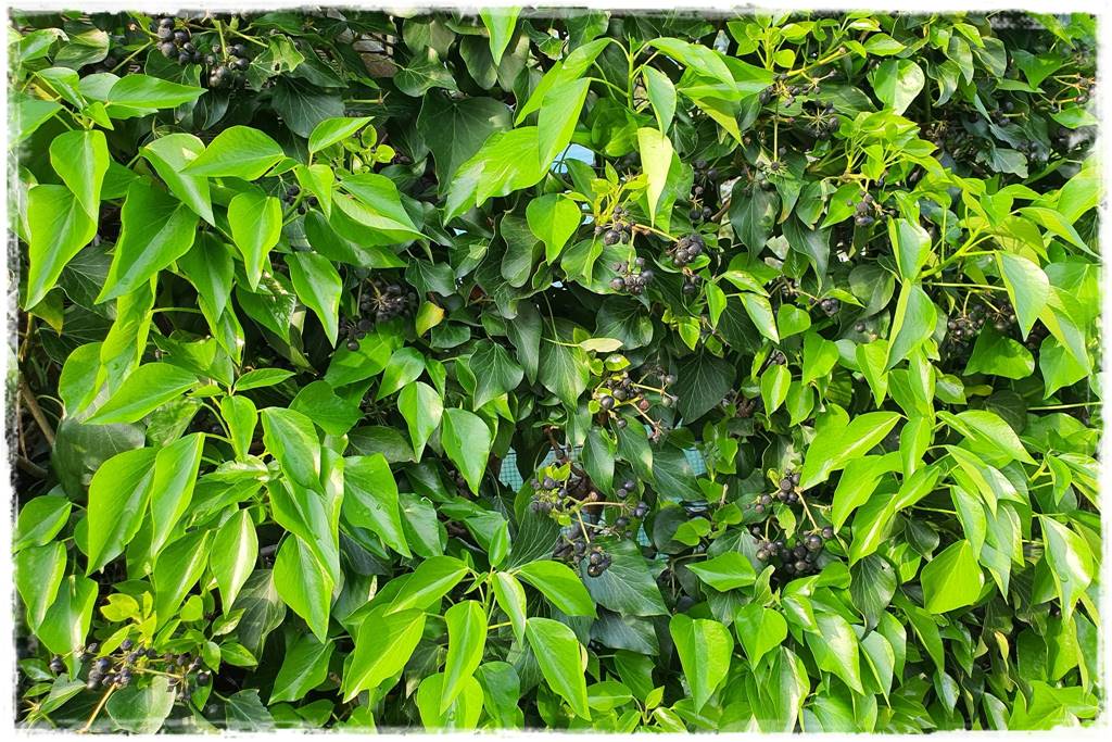 Bluszcz irlandzki 54 Bluszcz irlandzki 54