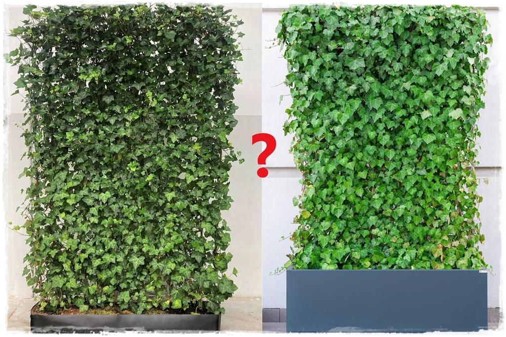 Bluszcz irlandzki 55