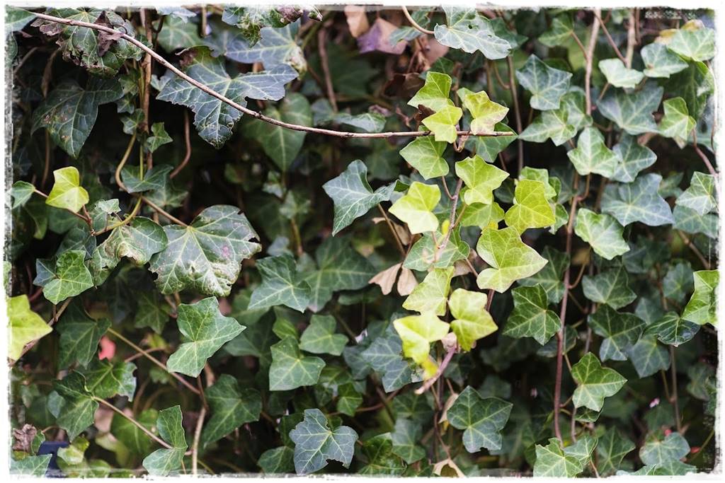 Bluszcz irlandzki 56 Bluszcz irlandzki 56