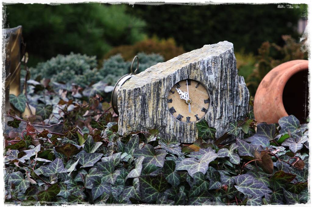 Bluszcz irlandzki 57 Bluszcz irlandzki 57