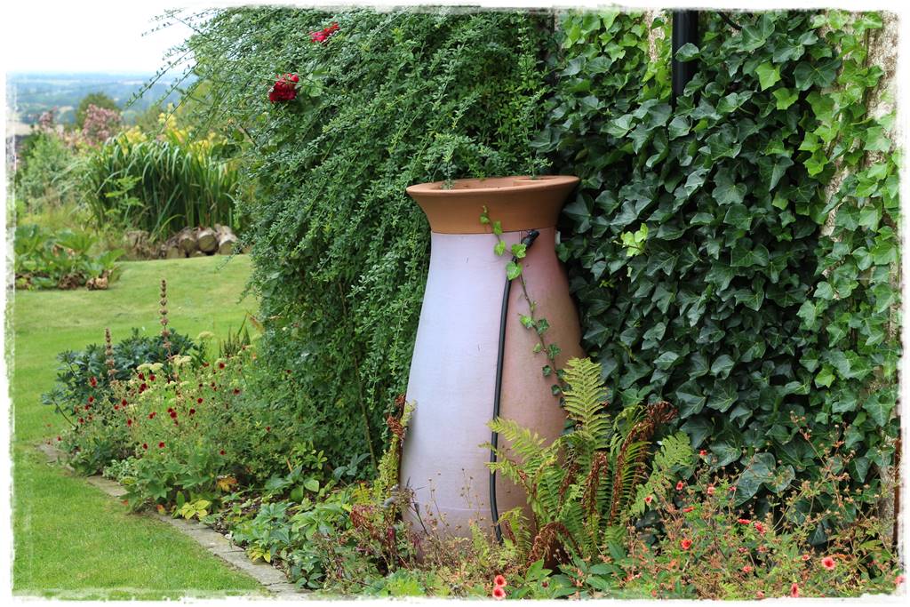 Bluszcz irlandzki 58 Bluszcz irlandzki 58