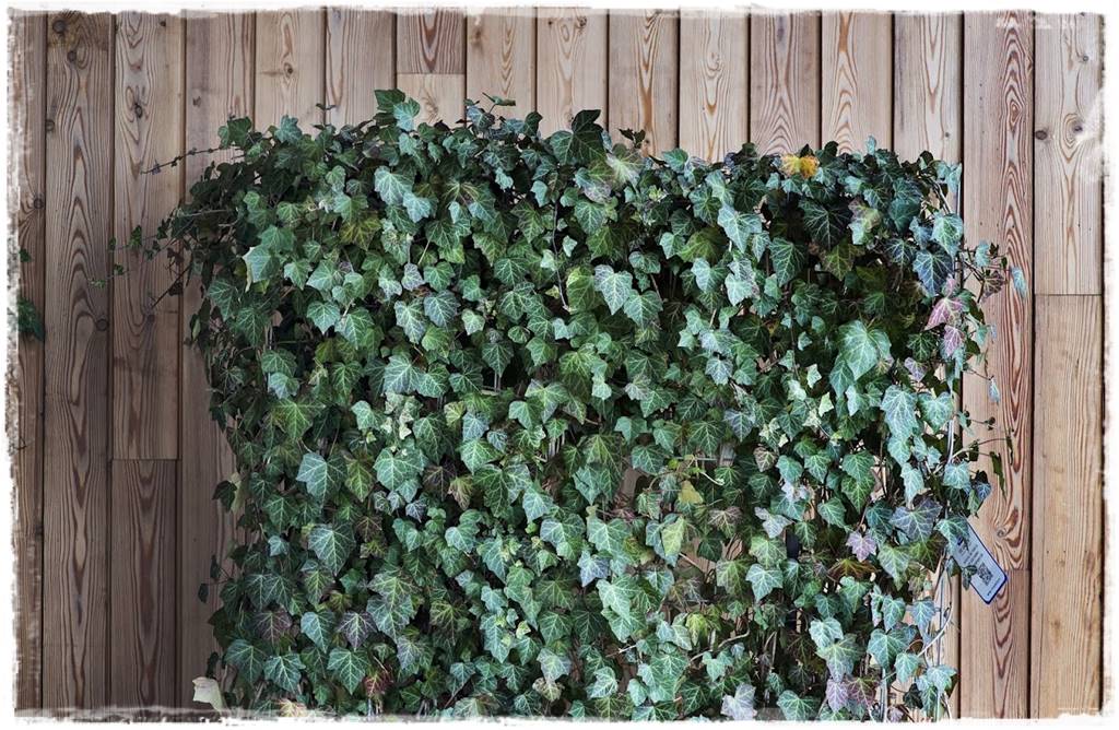 Bluszcz irlandzki 59 Bluszcz irlandzki 59