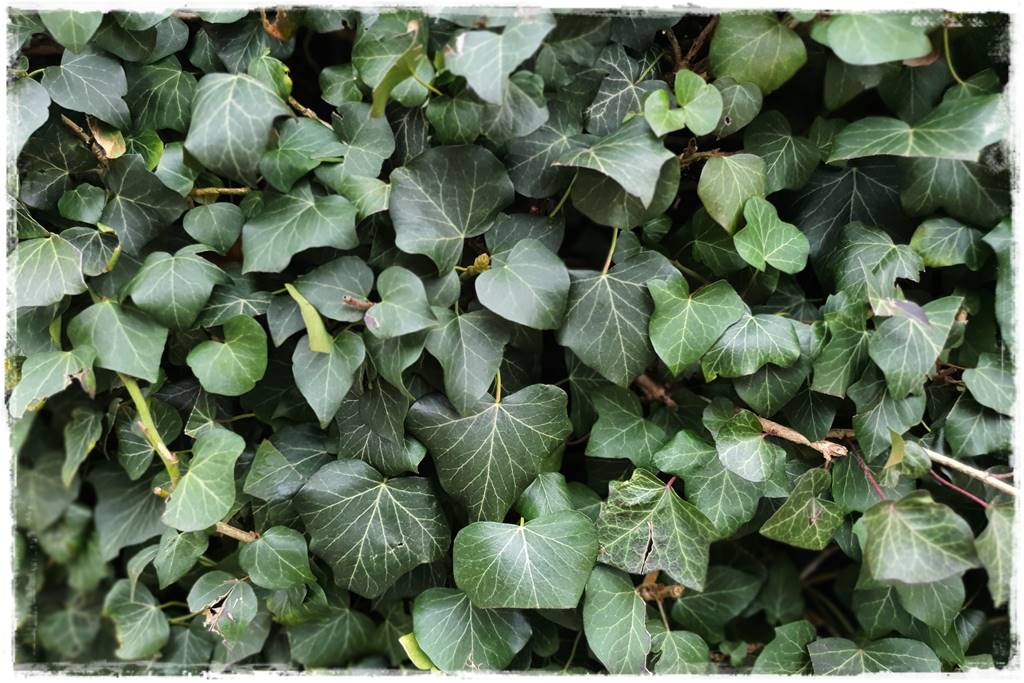 Bluszcz irlandzki 6 Bluszcz irlandzki 6