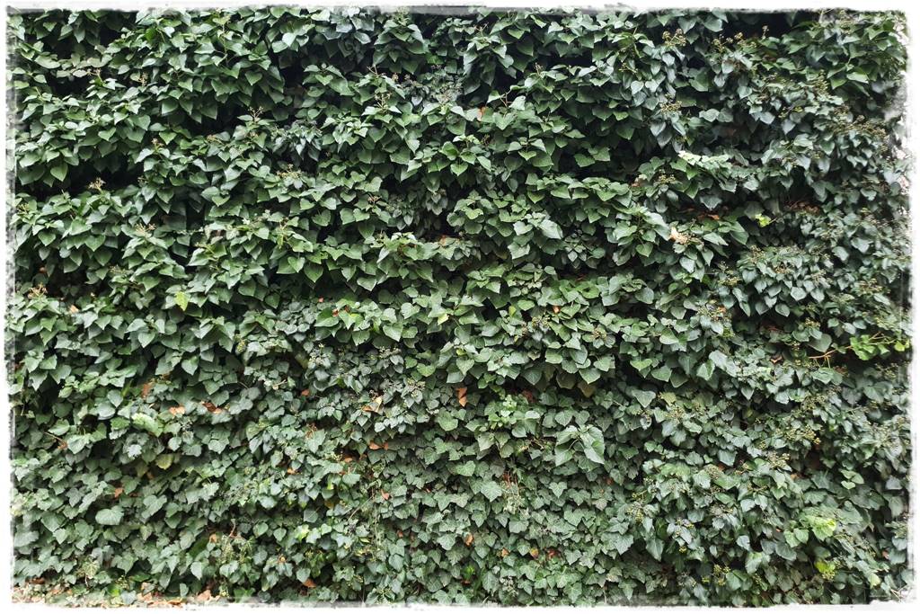 Bluszcz irlandzki 60 (2)