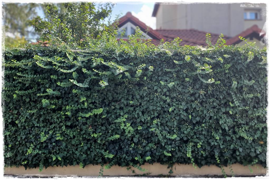 Bluszcz irlandzki 62