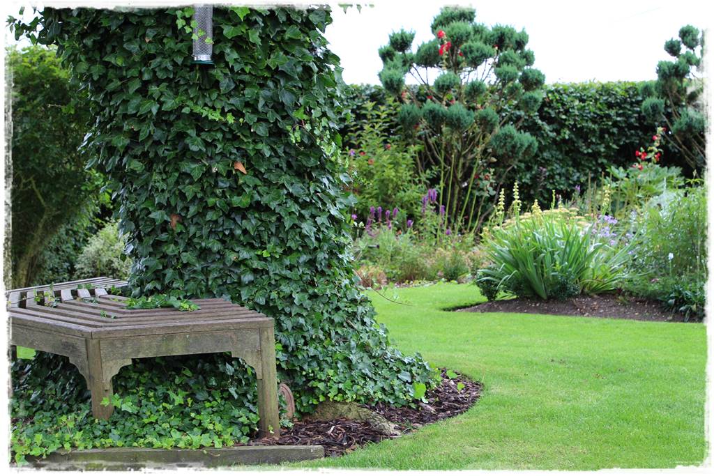 Bluszcz irlandzki 63 Bluszcz irlandzki 63