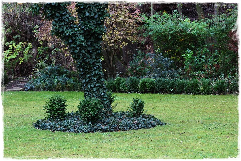 Bluszcz irlandzki 64 Bluszcz irlandzki 64