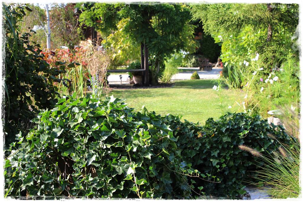 Bluszcz irlandzki 65 Bluszcz irlandzki 65