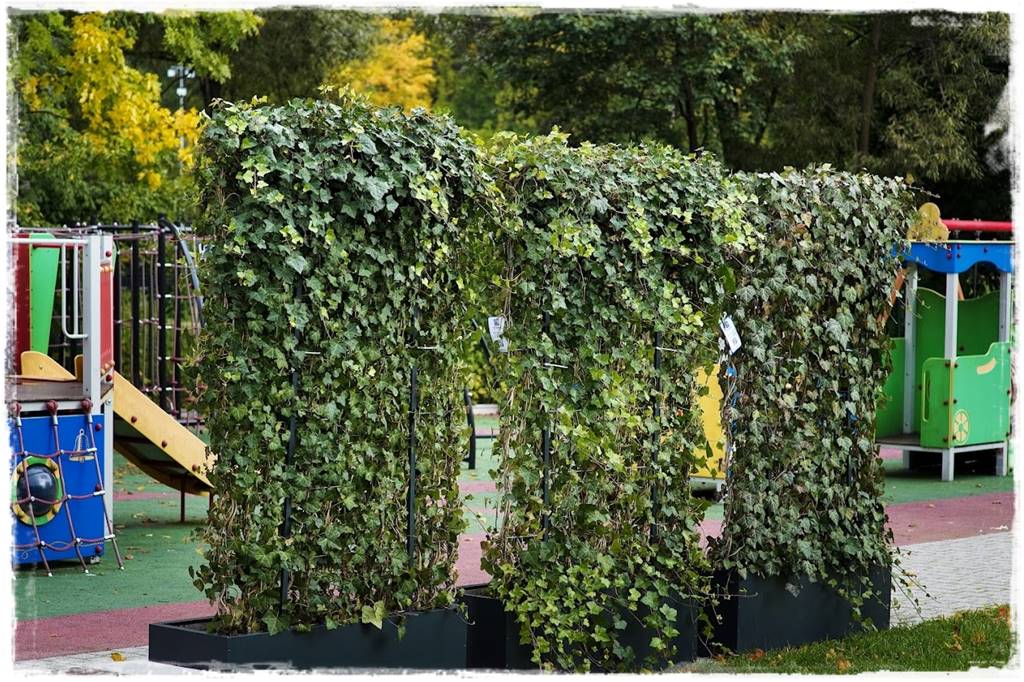 Bluszcz irlandzki 68 Bluszcz irlandzki 68