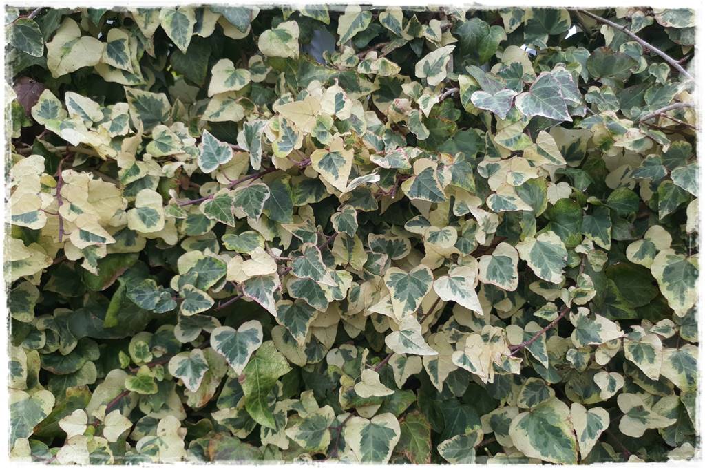 Bluszcz irlandzki 7 Bluszcz irlandzki 7