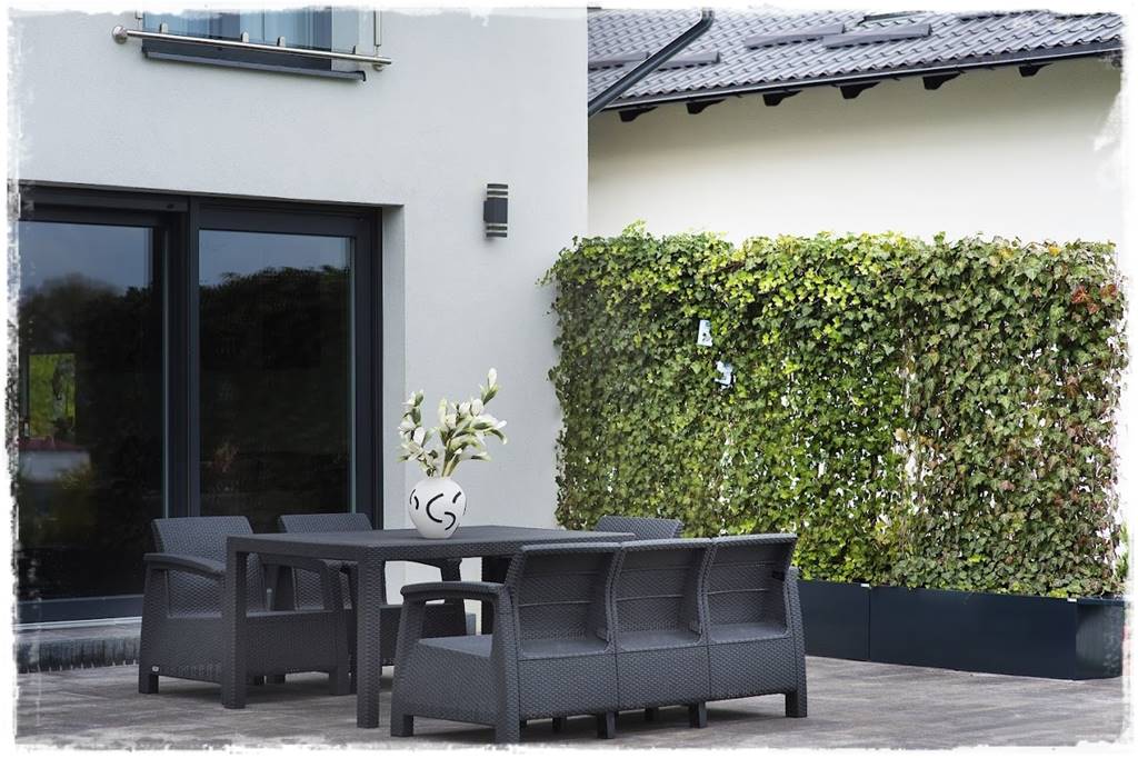 Bluszcz irlandzki 70 Bluszcz irlandzki 70