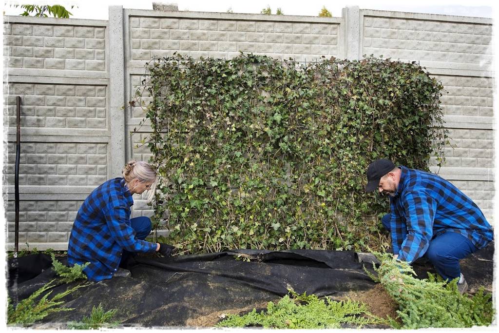 Bluszcz irlandzki 72 Bluszcz irlandzki 72