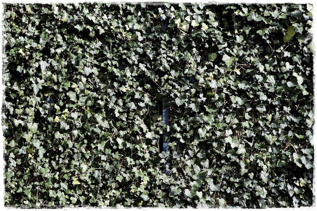 Bluszcz irlandzki 73 Bluszcz irlandzki 73