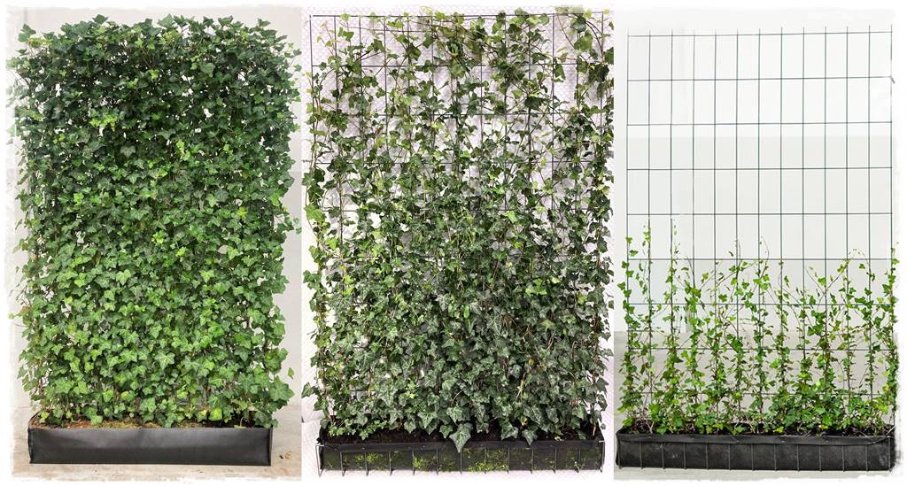 Bluszcz irlandzki 74