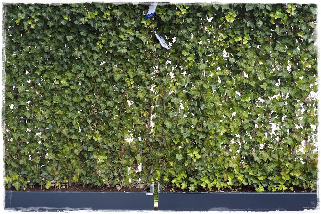 Bluszcz irlandzki 75