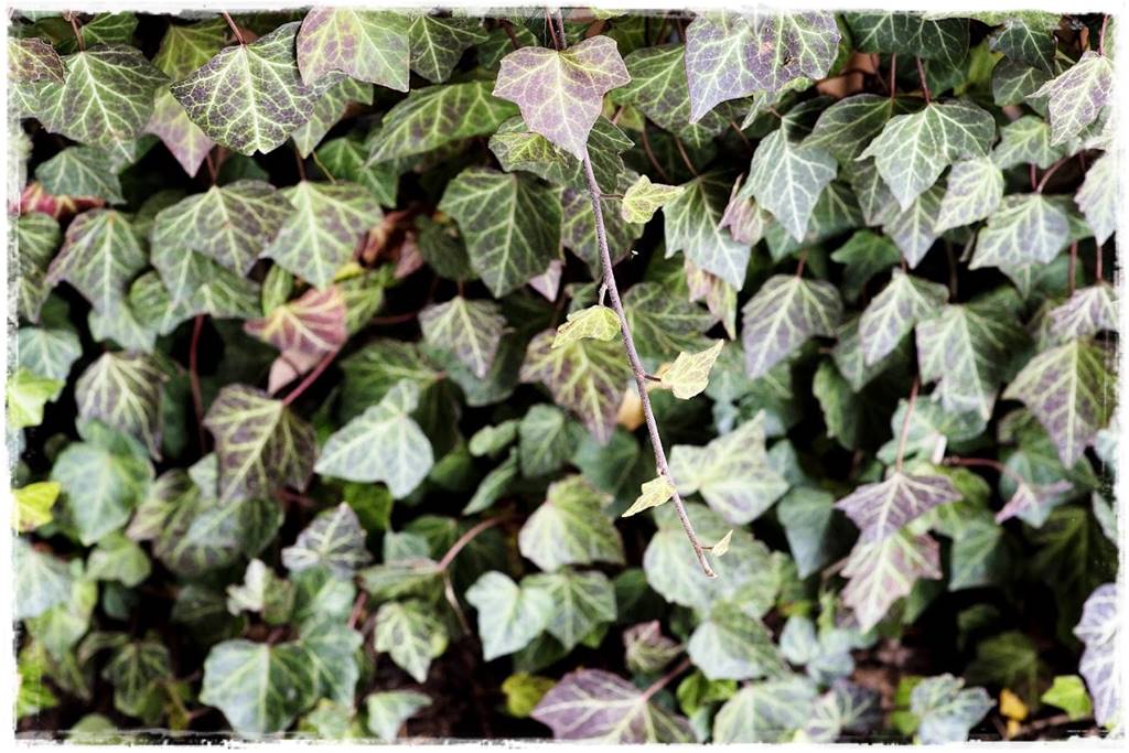 Bluszcz irlandzki 8 Bluszcz irlandzki 8