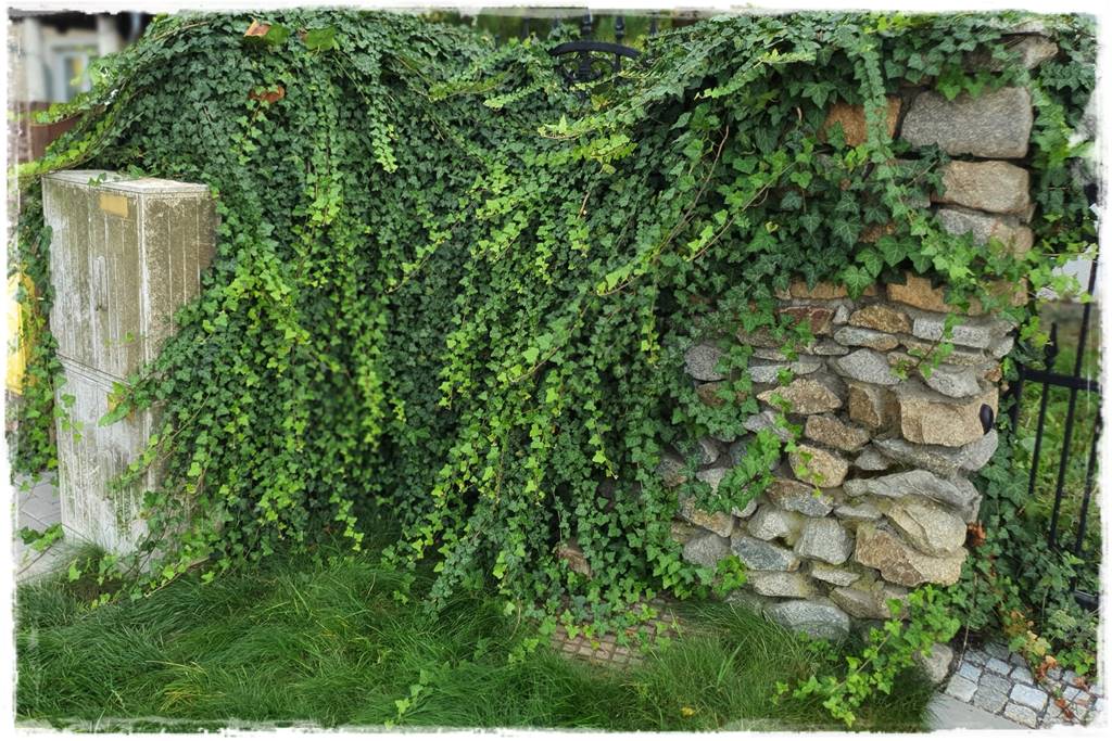 Bluszcz irlandzki 9 Bluszcz irlandzki 9