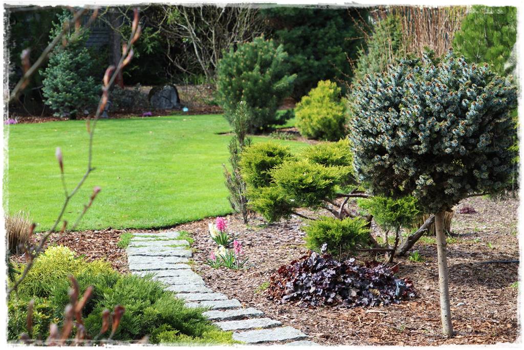 Jak wysypać korę w ogrodzie 11 Jak wysypać korę w ogrodzie 11