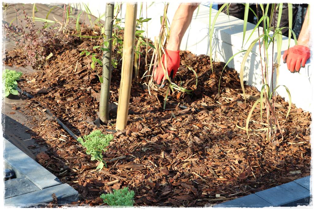 Jak wysypać korę w ogrodzie 12a Jak wysypać korę w ogrodzie 12a