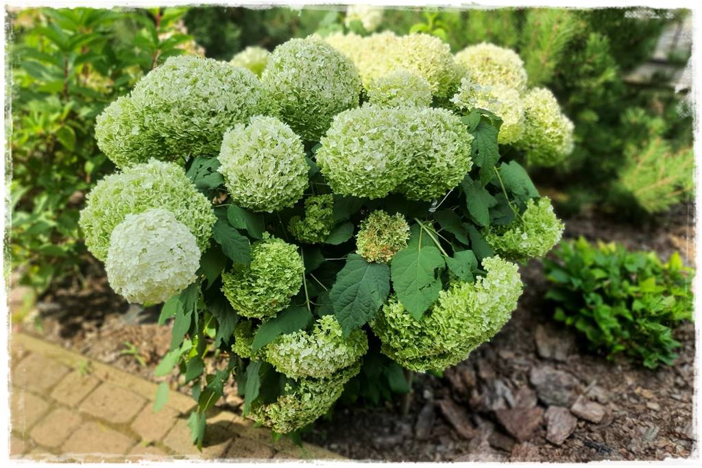 Jak wysypać korę w ogrodzie 13 Jak wysypać korę w ogrodzie 13