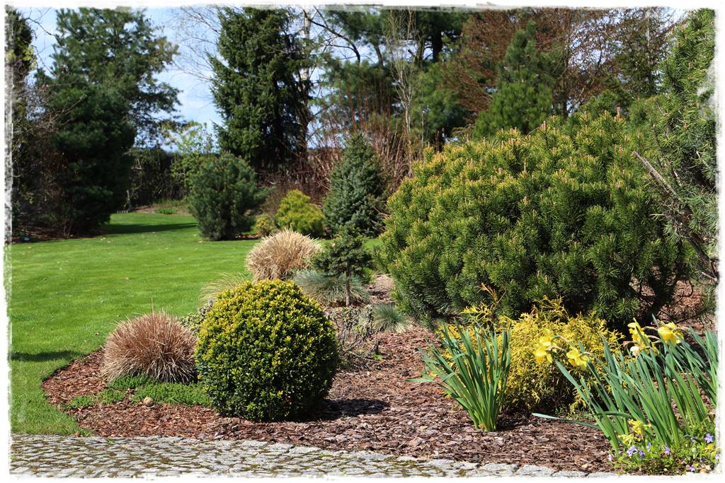 Jak wysypać korę w ogrodzie 17 Jak wysypać korę w ogrodzie 17