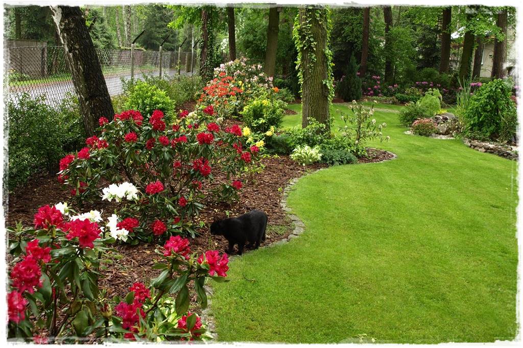 Jak wysypać korę w ogrodzie 19 Jak wysypać korę w ogrodzie 19