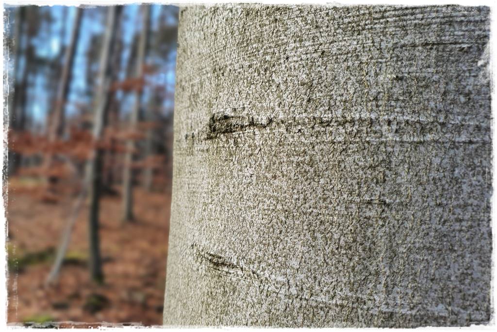 Jak wysypać korę w ogrodzie 24 Jak wysypać korę w ogrodzie 24