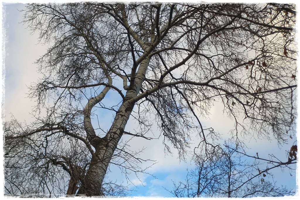 Jak wysypać korę w ogrodzie 25 Jak wysypać korę w ogrodzie 25