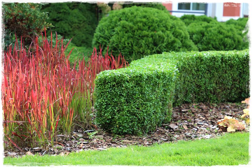 Jak wysypać korę w ogrodzie 4 Jak wysypać korę w ogrodzie 4