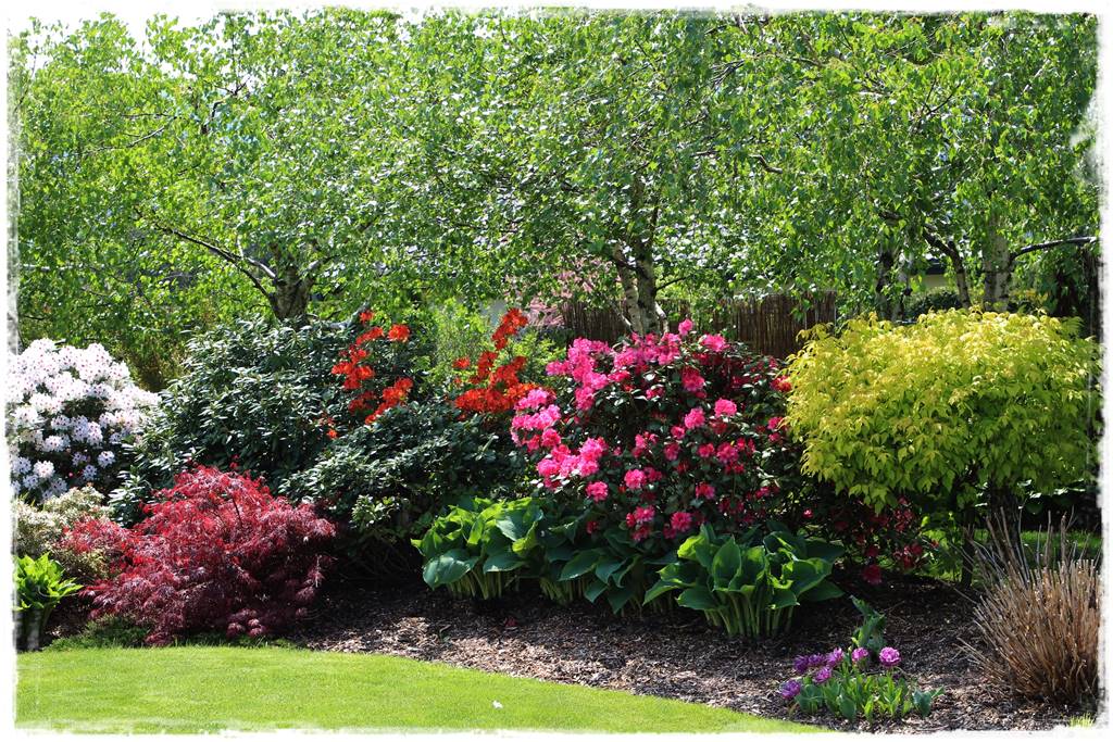 Jak wysypać korę w ogrodzie 53 Jak wysypać korę w ogrodzie 53