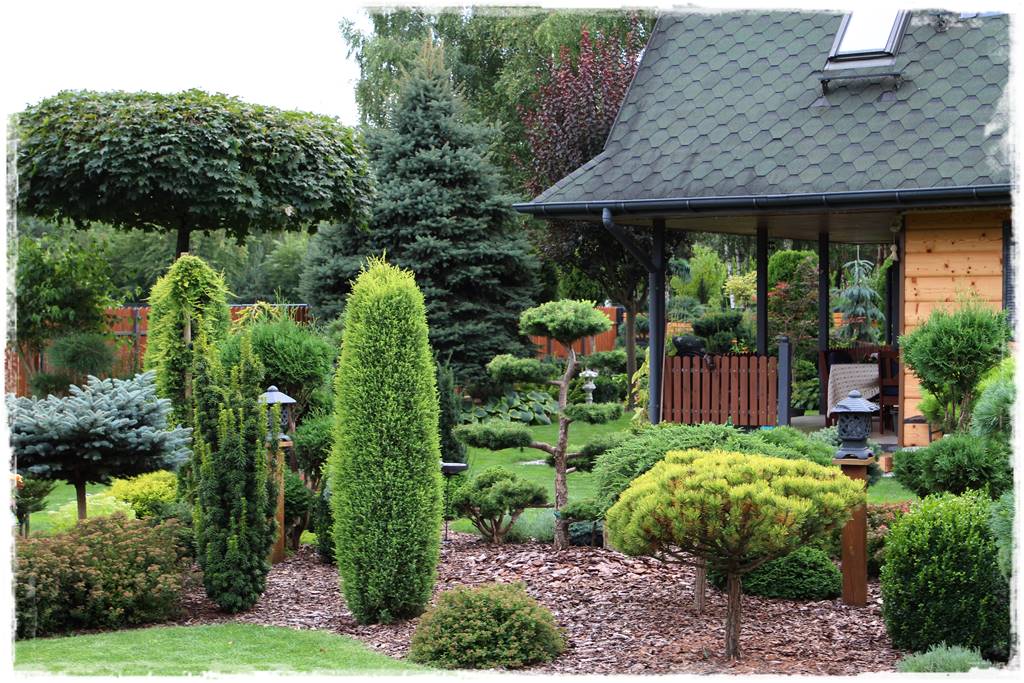 Jak wysypać korę w ogrodzie 55 Jak wysypać korę w ogrodzie 55