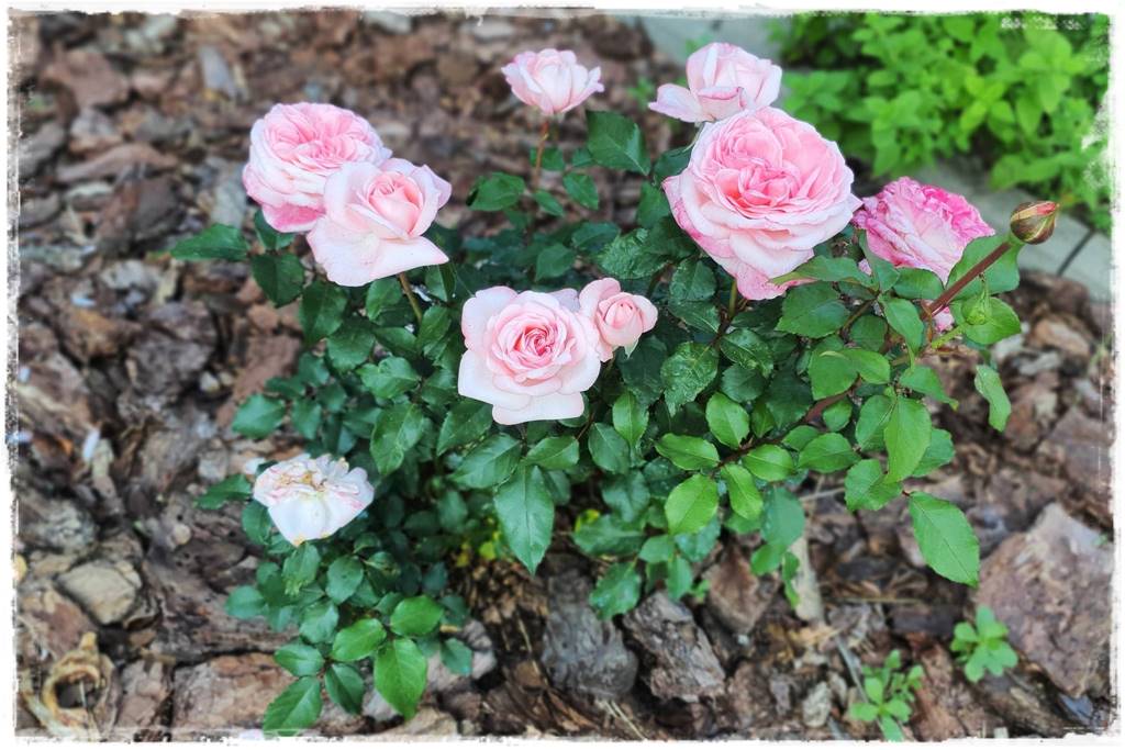 Jak wysypać korę w ogrodzie 56 Jak wysypać korę w ogrodzie 56