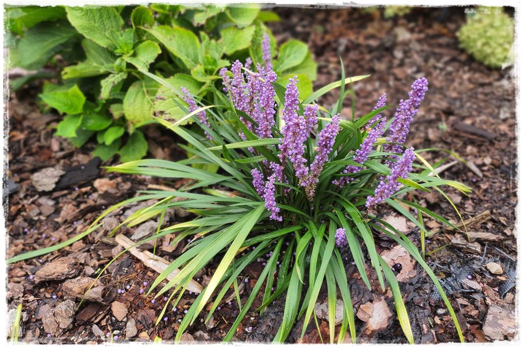 Jak wysypać korę w ogrodzie 57 Jak wysypać korę w ogrodzie 57