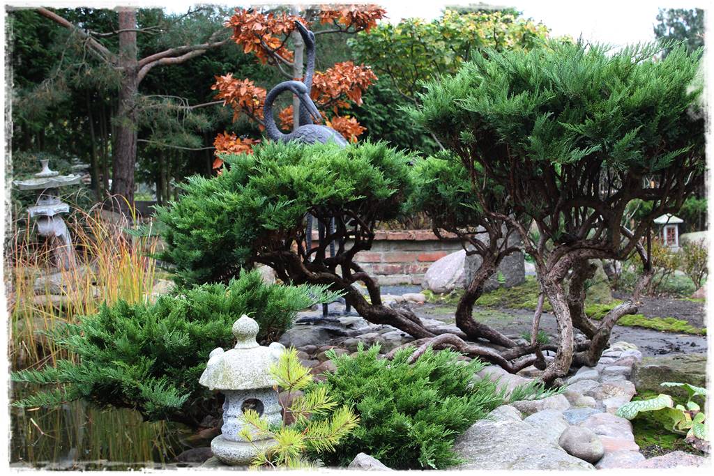 Ogród po japońsku 13 Ogród po japońsku 13