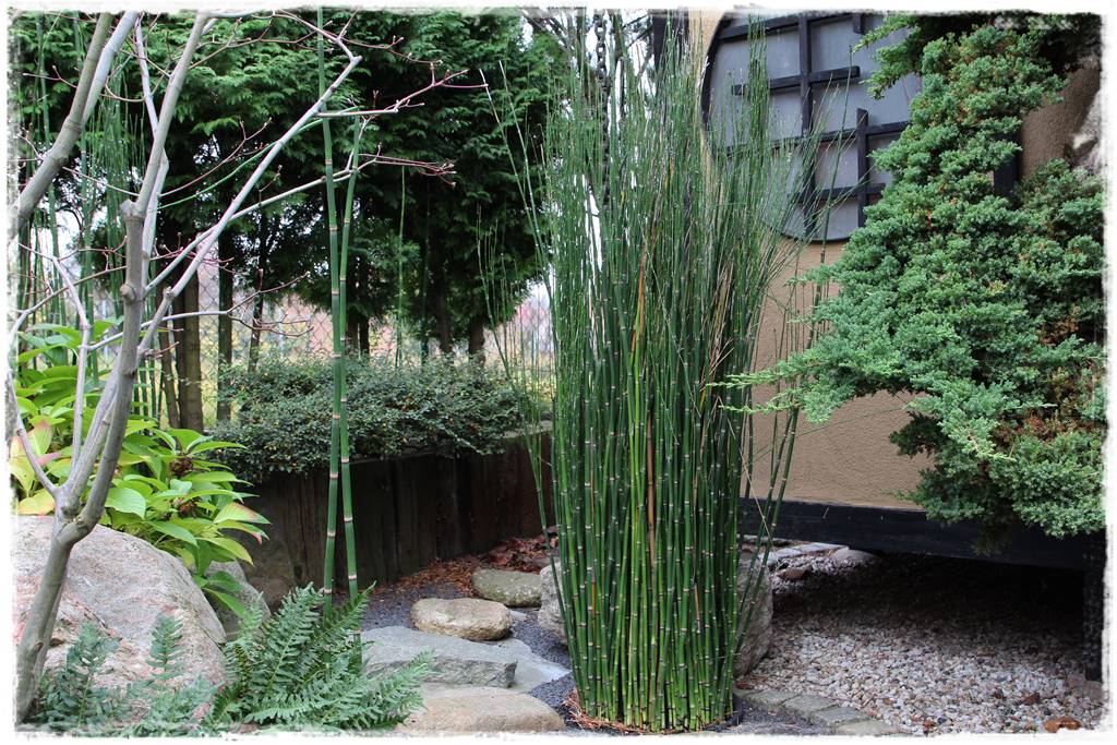 Ogród po japońsku 307 Ogród po japońsku 307