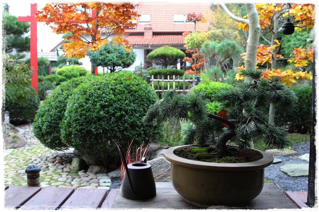 Ogród po japońsku 309 Ogród po japońsku 309