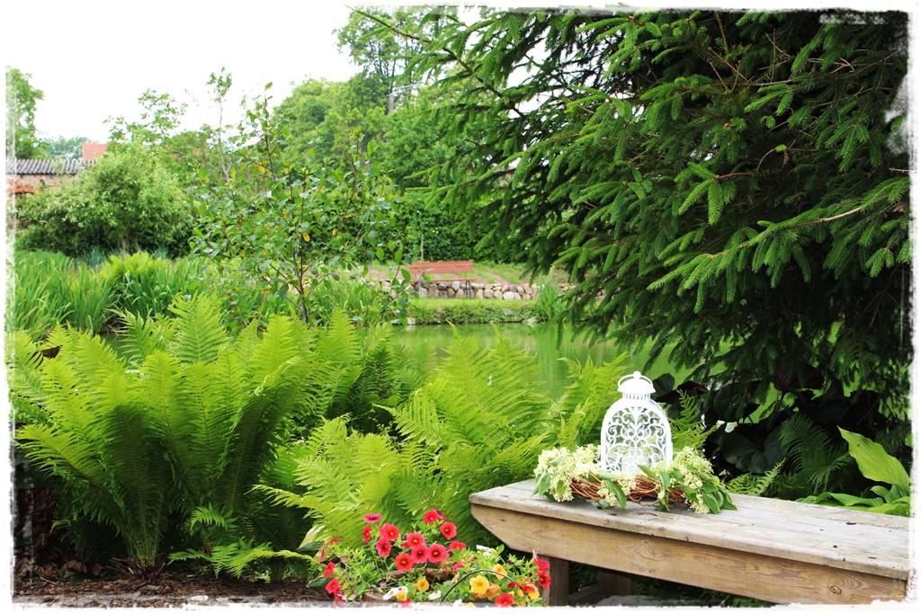 Gdzie posadzić choinkę po świętach 13 Gdzie posadzić choinkę po świętach 13