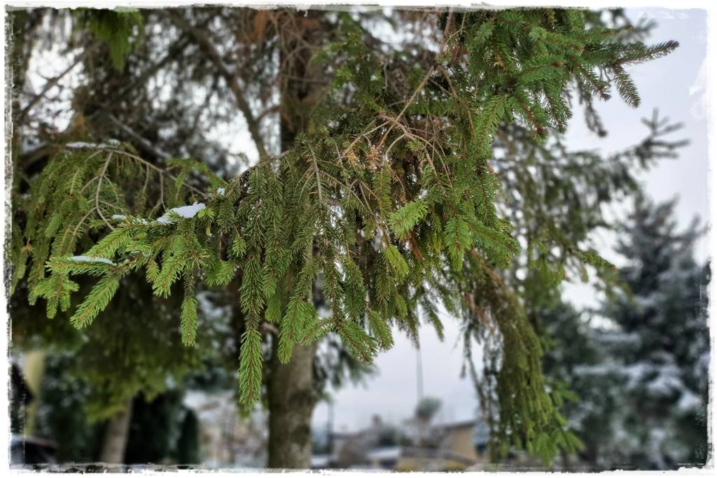 Gdzie posadzić choinkę po świętach 14 Gdzie posadzić choinkę po świętach 14