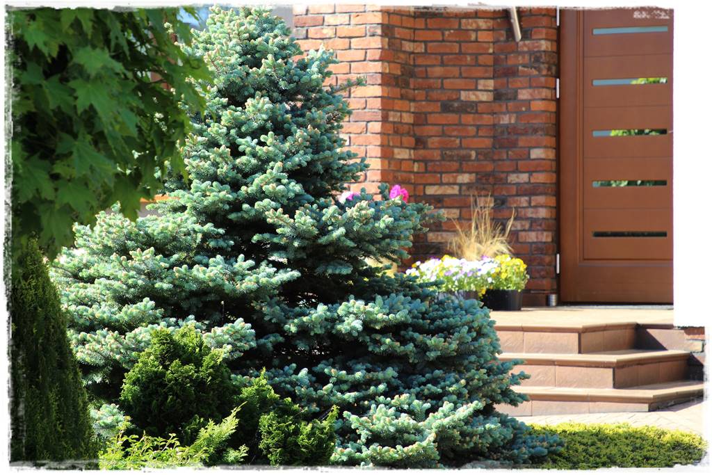 Gdzie posadzić choinkę po świętach 15 Gdzie posadzić choinkę po świętach 15