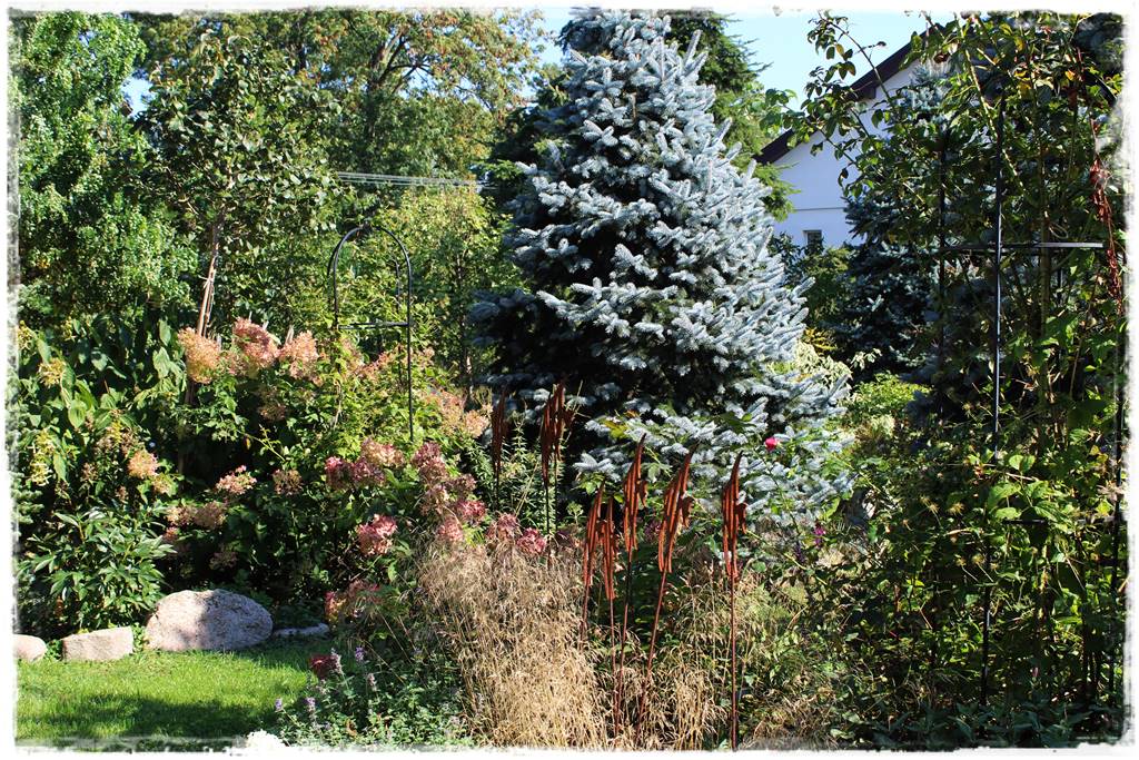 Gdzie posadzić choinkę po świętach 16 Gdzie posadzić choinkę po świętach 16