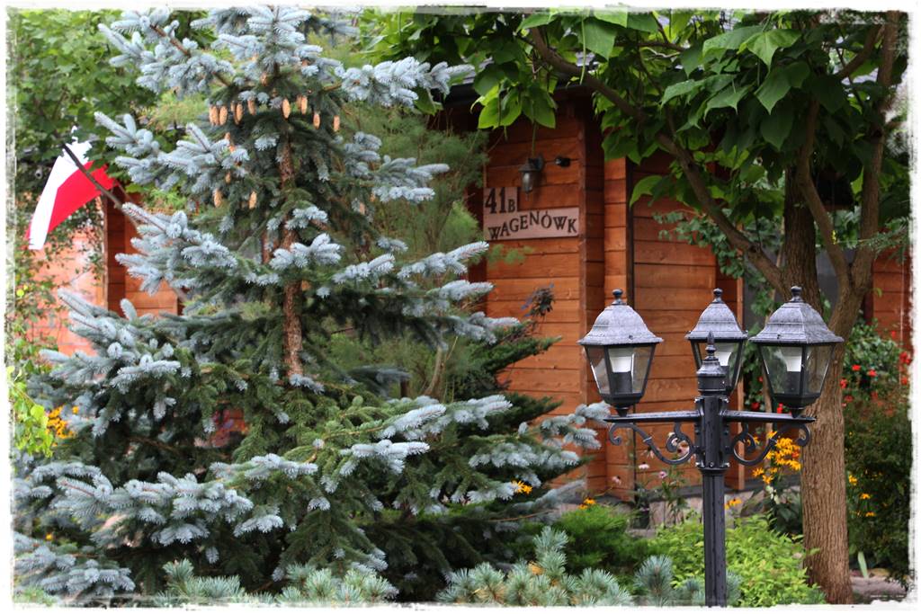 Gdzie posadzić choinkę po świętach 17 Gdzie posadzić choinkę po świętach 17